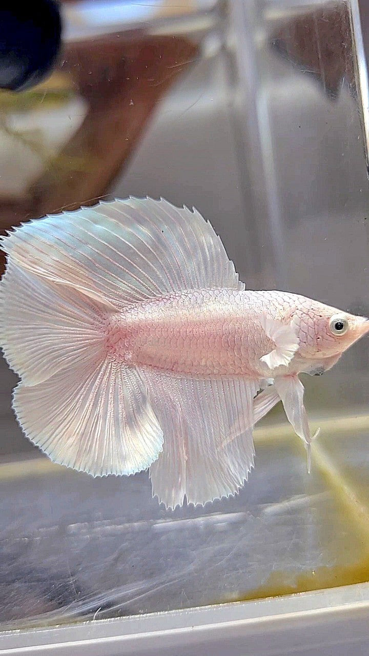 HALFMOON DOUBLE TAIL WHITE PLATINUM BETTA FISH