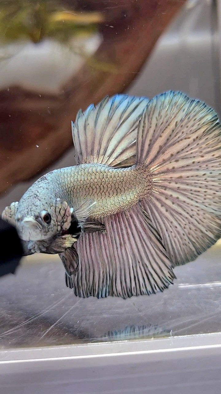 HALFMOON ROSETAIL SUPER COPPER LIGHT BETTA FISH