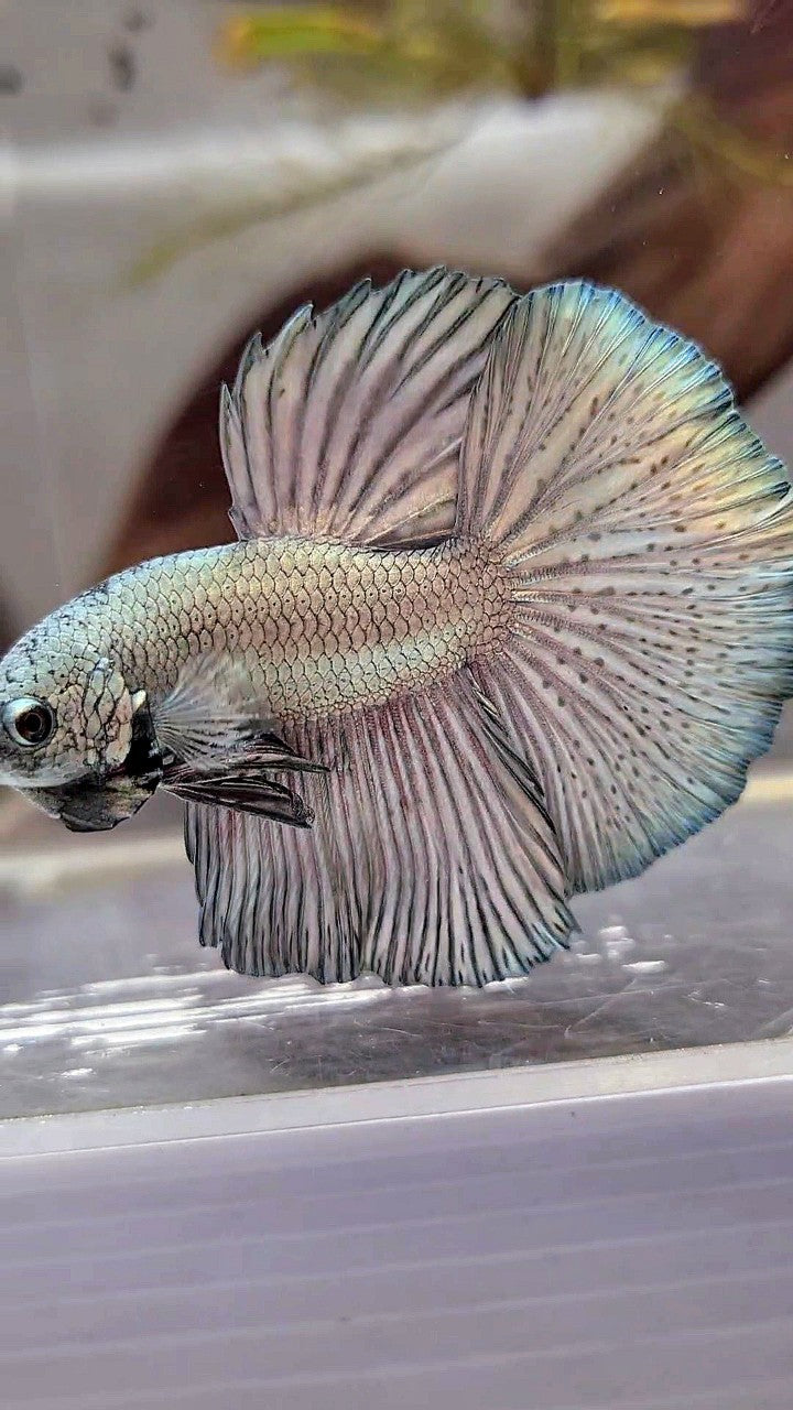 HALFMOON ROSETAIL SUPER COPPER LIGHT BETTA FISH