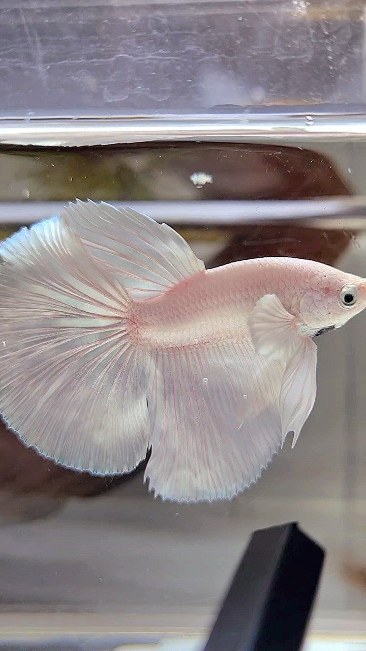 HALFMOON SUPER WHITE PLATINUM BETTA FISH