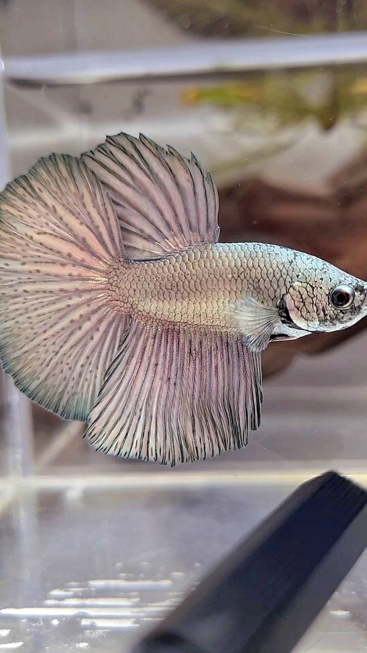 HALFMOON ROSETAIL SUPER COPPER LIGHT BETTA FISH