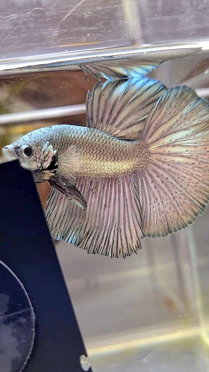 HALFMOON ROSETAIL SUPER COPPER LIGHT BETTA FISH