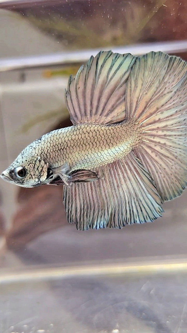 HALFMOON ROSETAIL SUPER COPPER LIGHT BETTA FISH