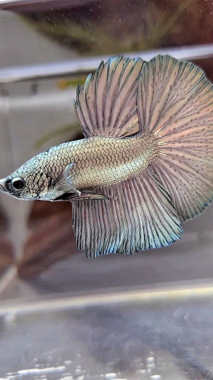 HALFMOON ROSETAIL SUPER COPPER LIGHT BETTA FISH