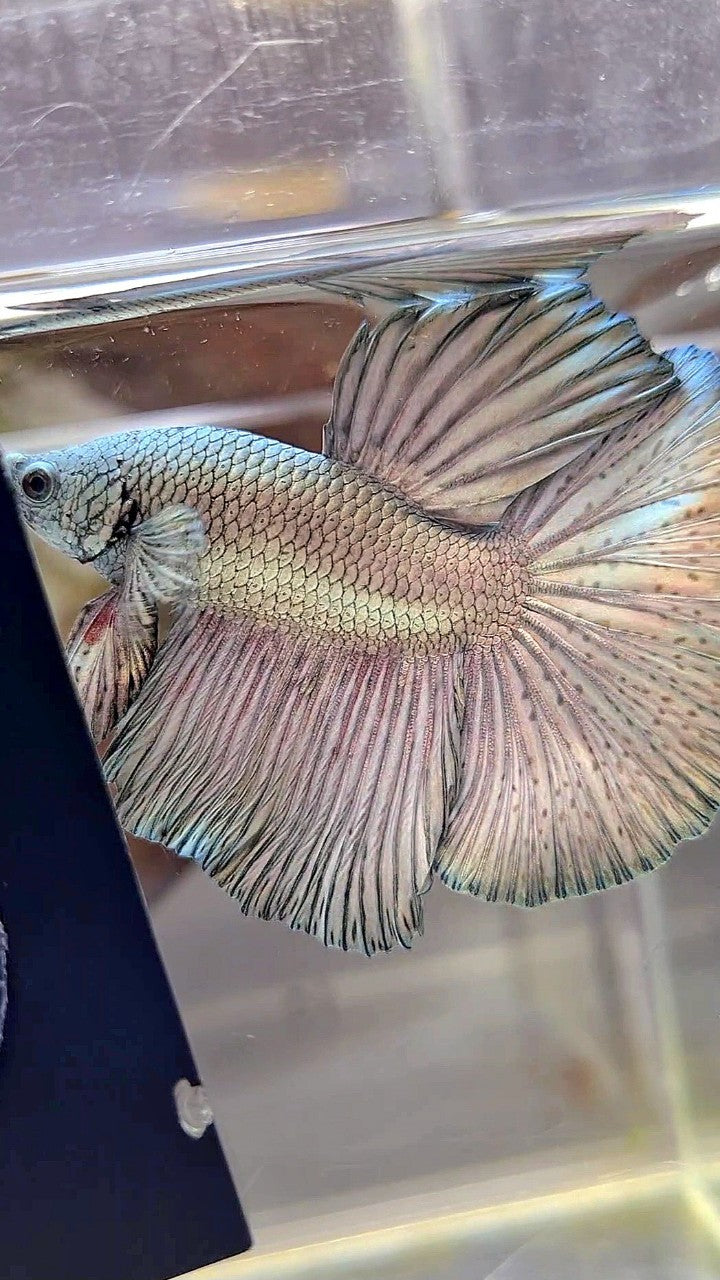 HALFMOON ROSETAIL SUPER COPPER LIGHT BETTA FISH