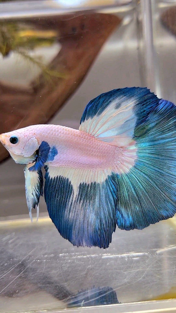 HALFMOON ROSETAIL BLUE RIM PATTERN BETTA FISH