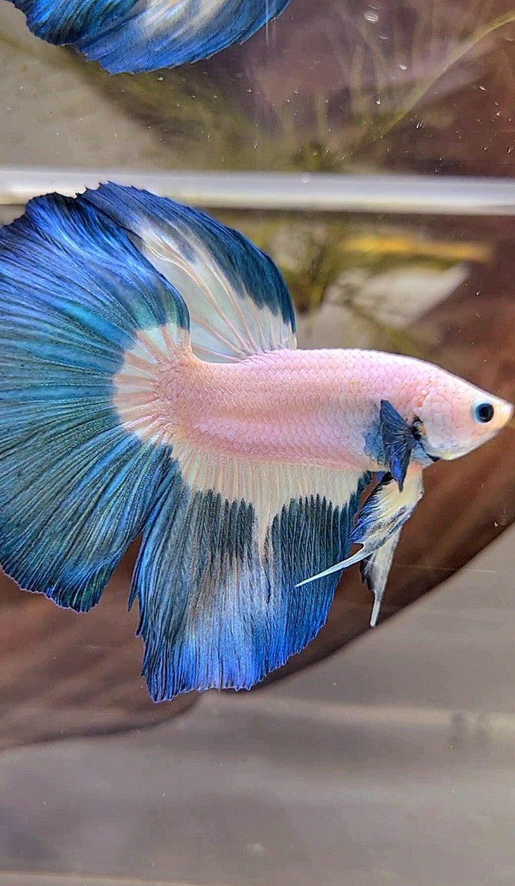 HALFMOON ROSETAIL BLUE RIM PATTERN BETTA FISH