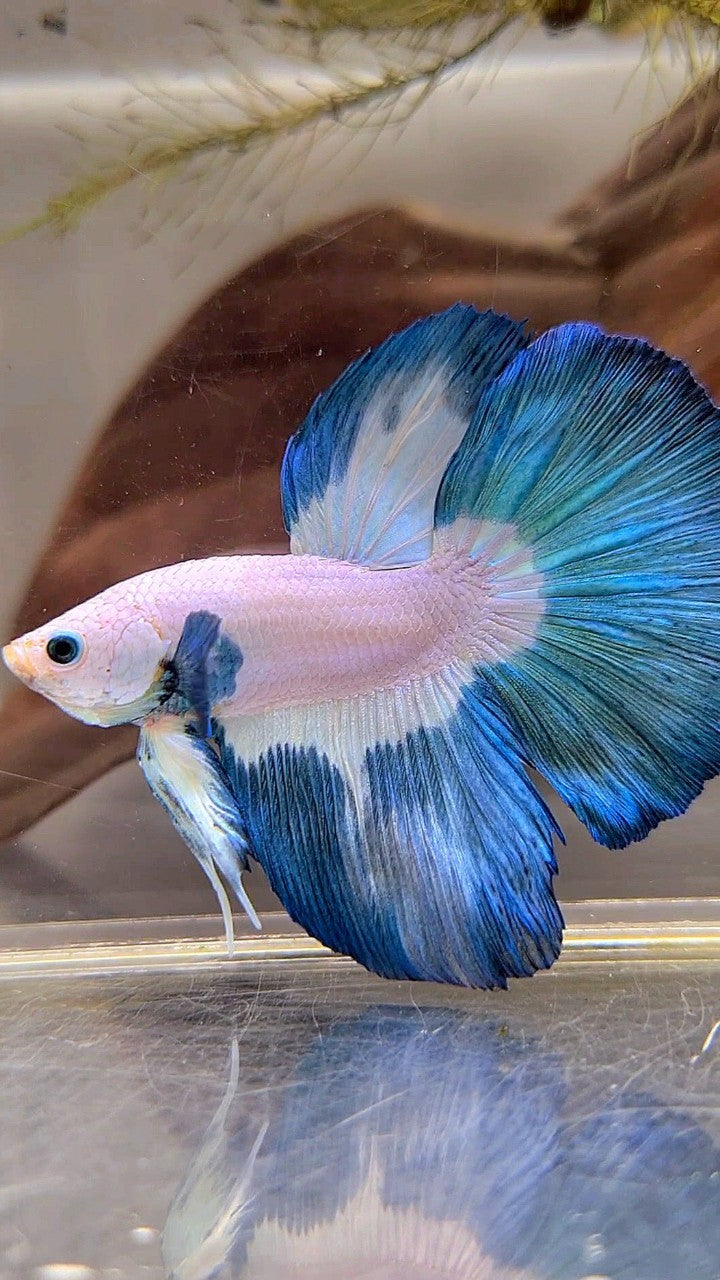 HALFMOON ROSETAIL BLUE RIM PATTERN BETTA FISH