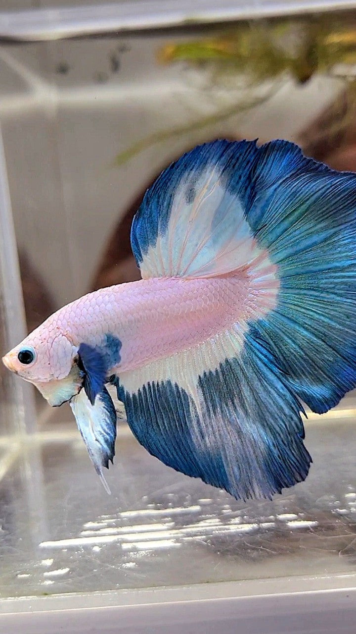 HALFMOON ROSETAIL BLUE RIM PATTERN BETTA FISH