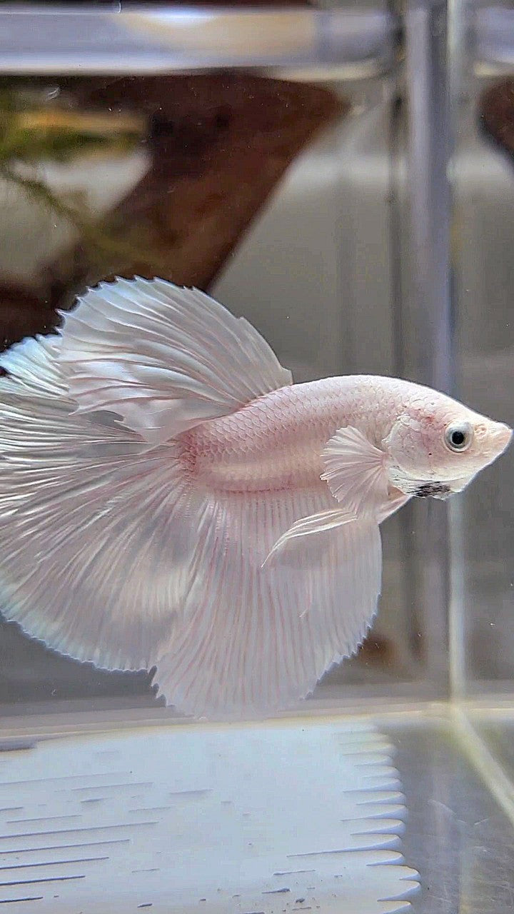 HALFMOON SUPER WHITE PLATINUM BETTA FISH