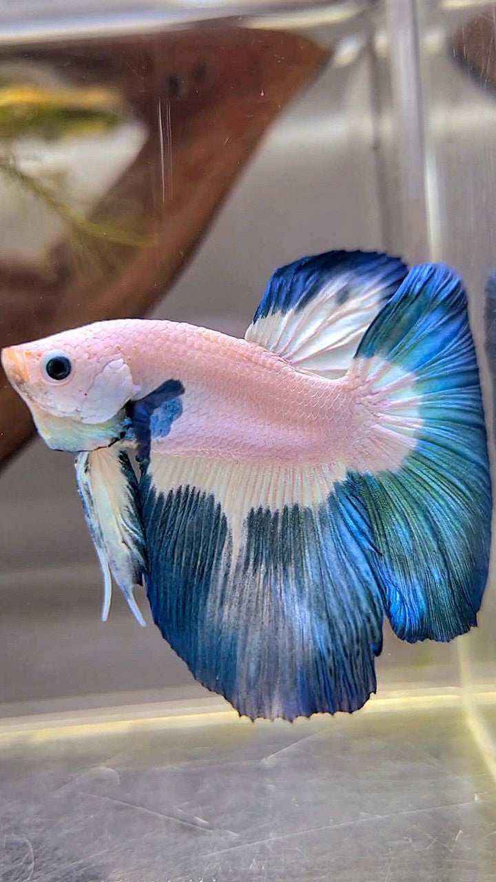 HALFMOON ROSETAIL BLUE RIM PATTERN BETTA FISH