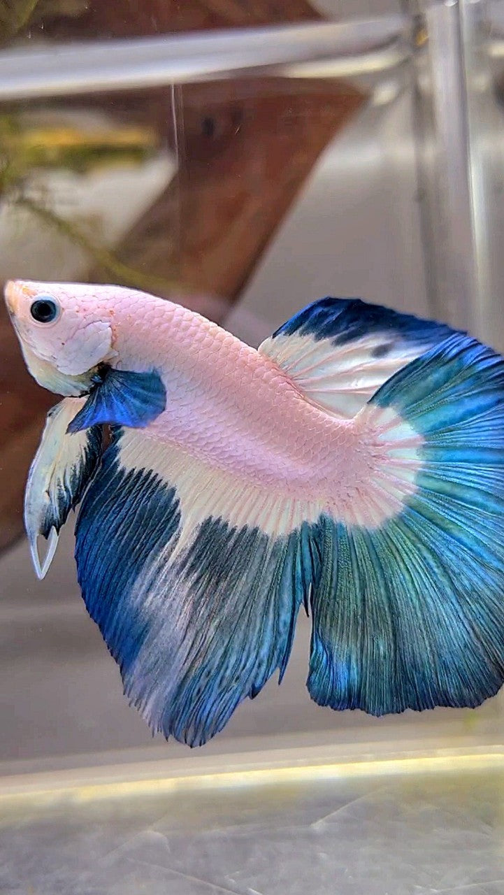 HALFMOON ROSETAIL BLUE RIM PATTERN BETTA FISH