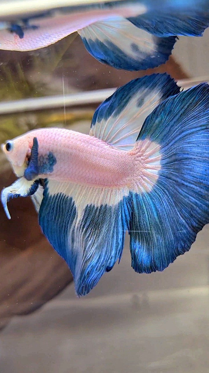 HALFMOON ROSETAIL BLUE RIM PATTERN BETTA FISH