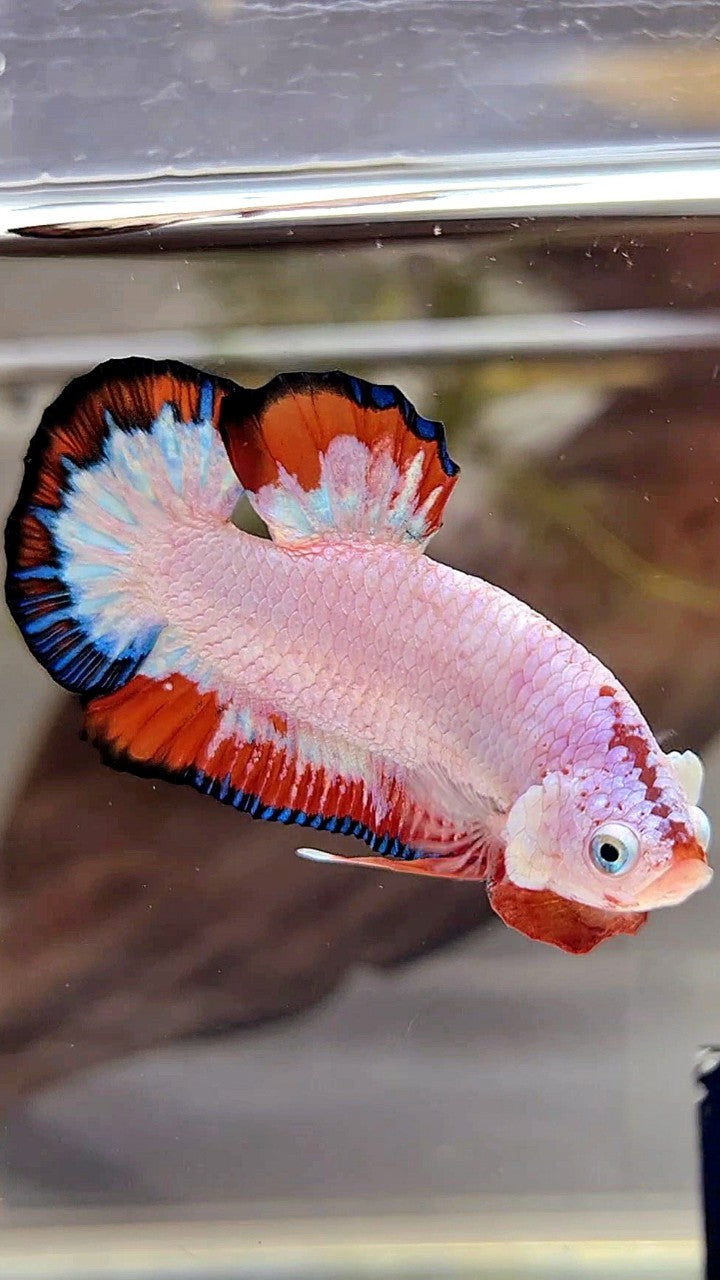 PLAKAT RED BLUE FLAMINGGO RIM BETTA FISH