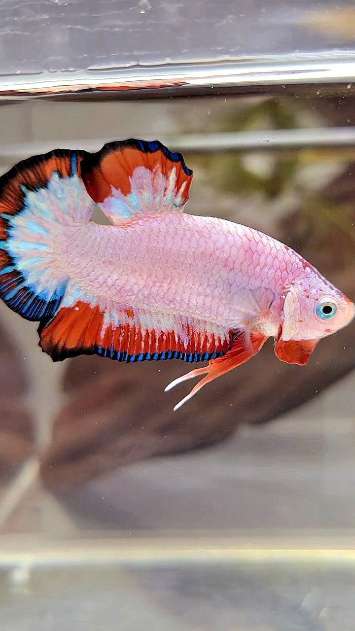 PLAKAT RED BLUE FLAMINGGO RIM BETTA FISH