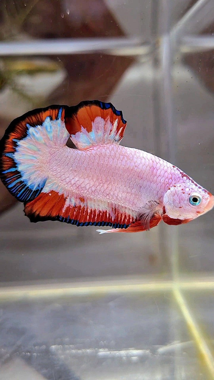 PLAKAT RED BLUE FLAMINGGO RIM BETTA FISH