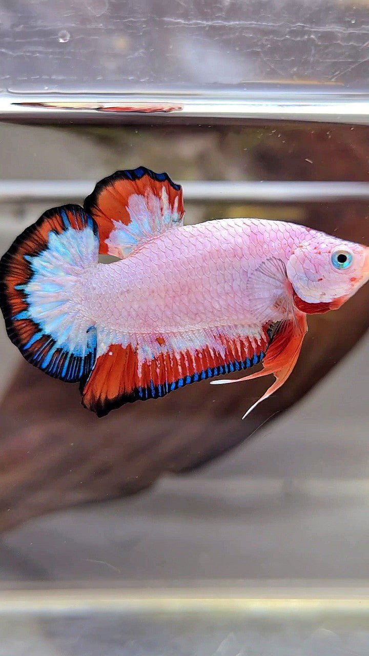 PLAKAT RED BLUE FLAMINGGO RIM BETTA FISH