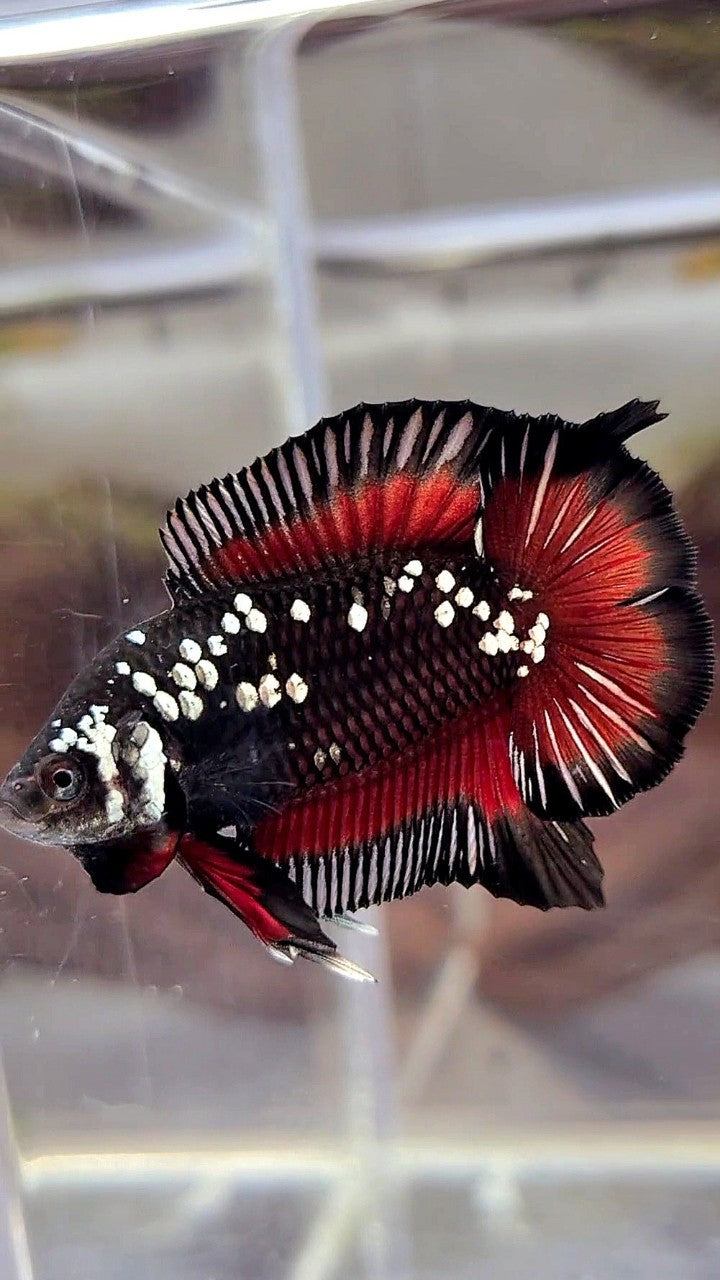 PLAKAT DOUBLE TAIL WHITE GALAXY BLACK MAMBA SNOW VAMPIRE BETTA FISH