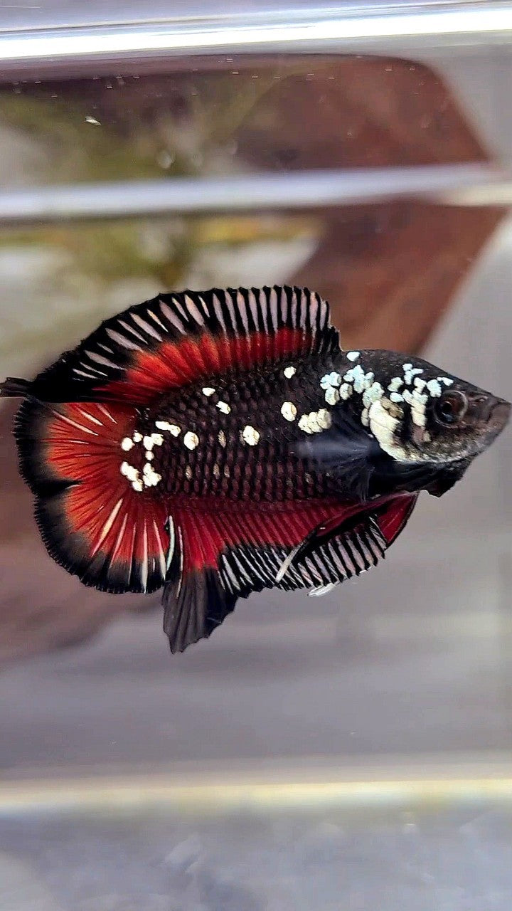 PLAKAT DOUBLE TAIL WHITE GALAXY BLACK MAMBA SNOW VAMPIRE BETTA FISH