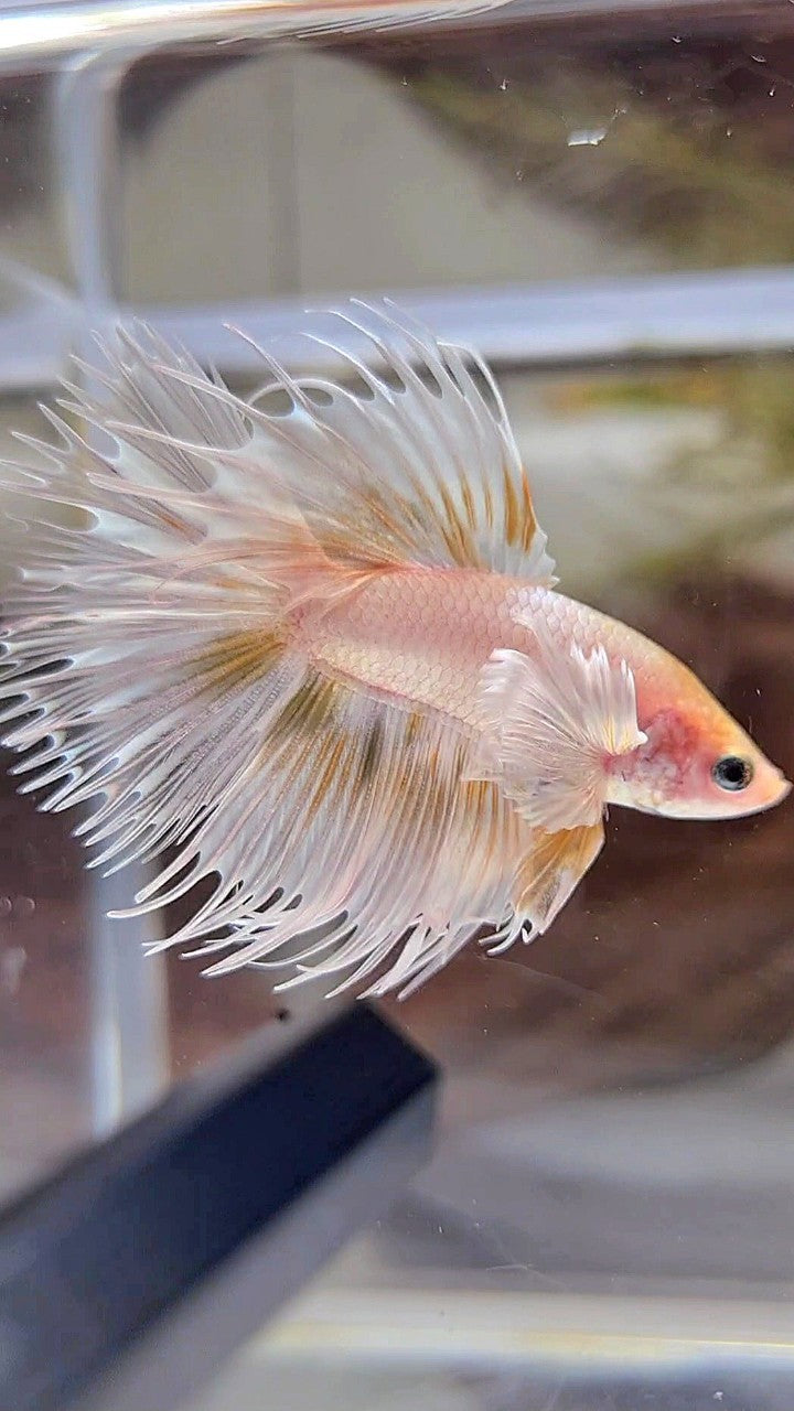 CROWNTAIL DUMBO EAR WHITE GOLD WASH BETTA FISH