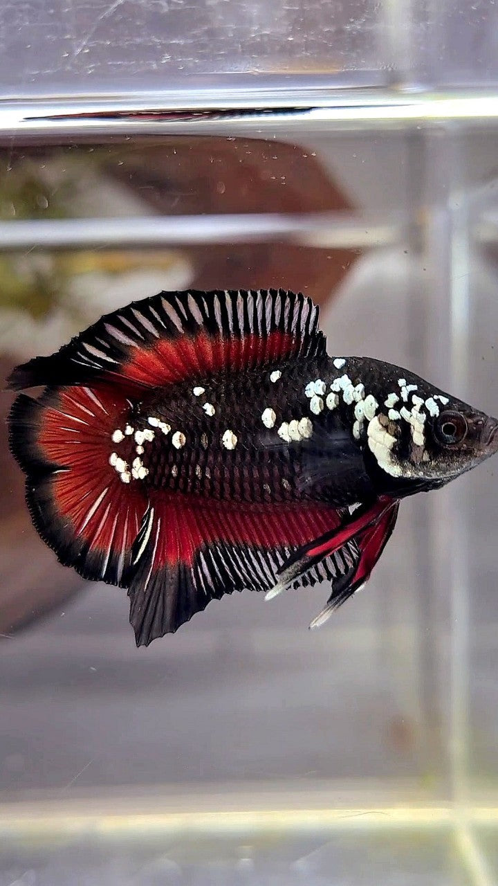 PLAKAT DOUBLE TAIL WHITE GALAXY BLACK MAMBA SNOW VAMPIRE BETTA FISH