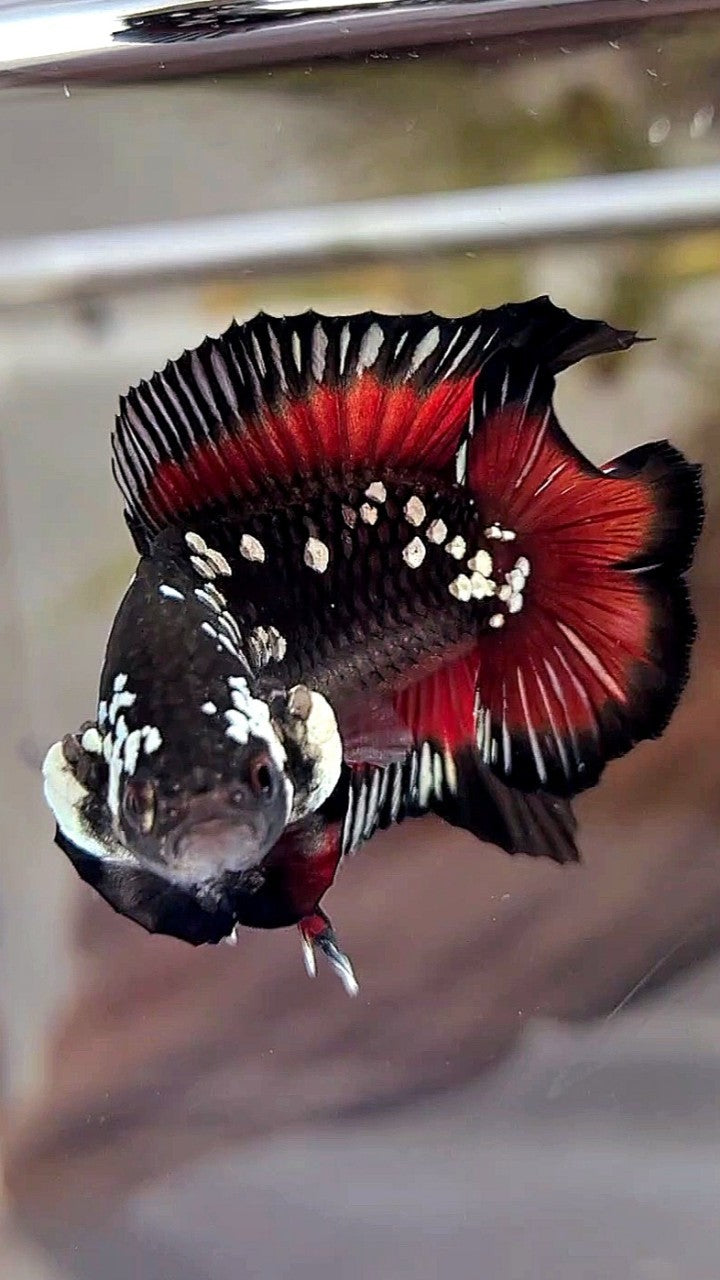 PLAKAT DOUBLE TAIL WHITE GALAXY BLACK MAMBA SNOW VAMPIRE BETTA FISH