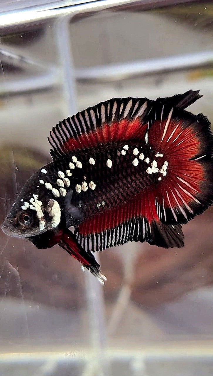 PLAKAT DOUBLE TAIL WHITE GALAXY BLACK MAMBA SNOW VAMPIRE BETTA FISH