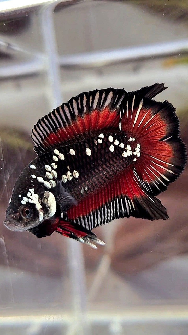 PLAKAT DOUBLE TAIL WHITE GALAXY BLACK MAMBA SNOW VAMPIRE BETTA FISH