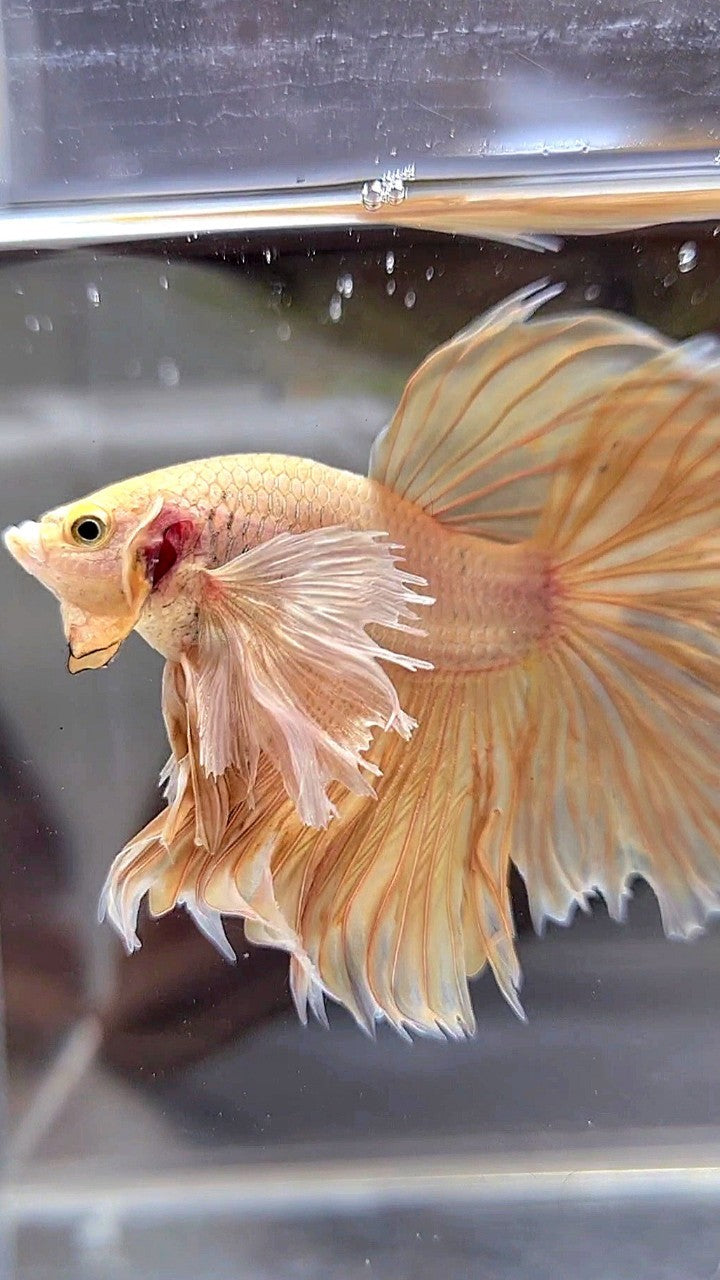 HALFMOON SUPER DUMBO EAR ROSETAIL GOLD BETTA FISH