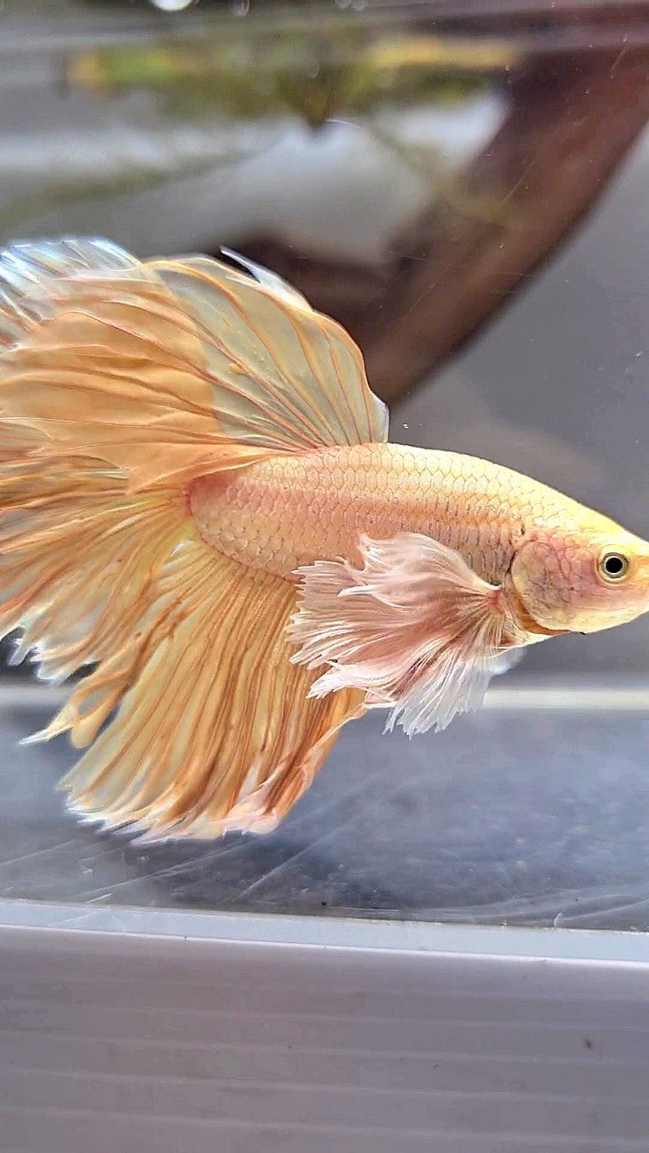 HALFMOON SUPER DUMBO EAR ROSETAIL GOLD BETTA FISH