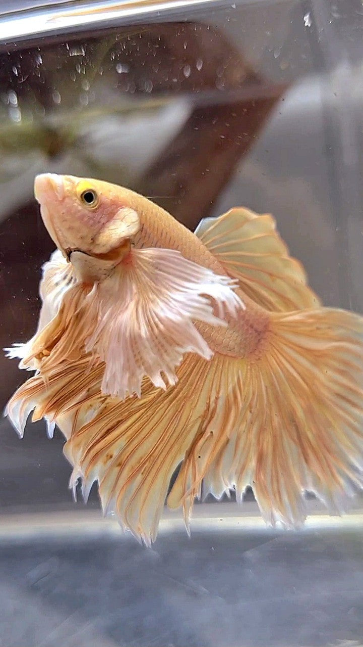 HALFMOON SUPER DUMBO EAR ROSETAIL GOLD BETTA FISH