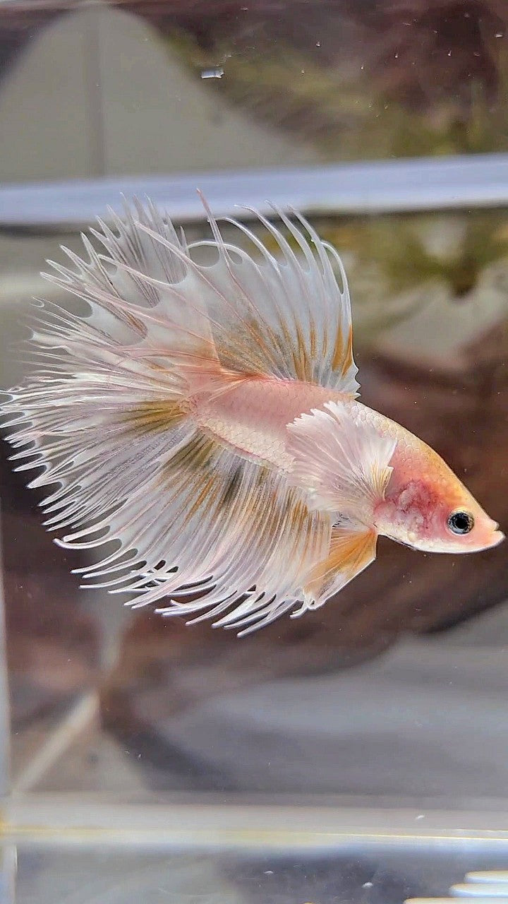 CROWNTAIL DUMBO EAR WHITE GOLD WASH BETTA FISH