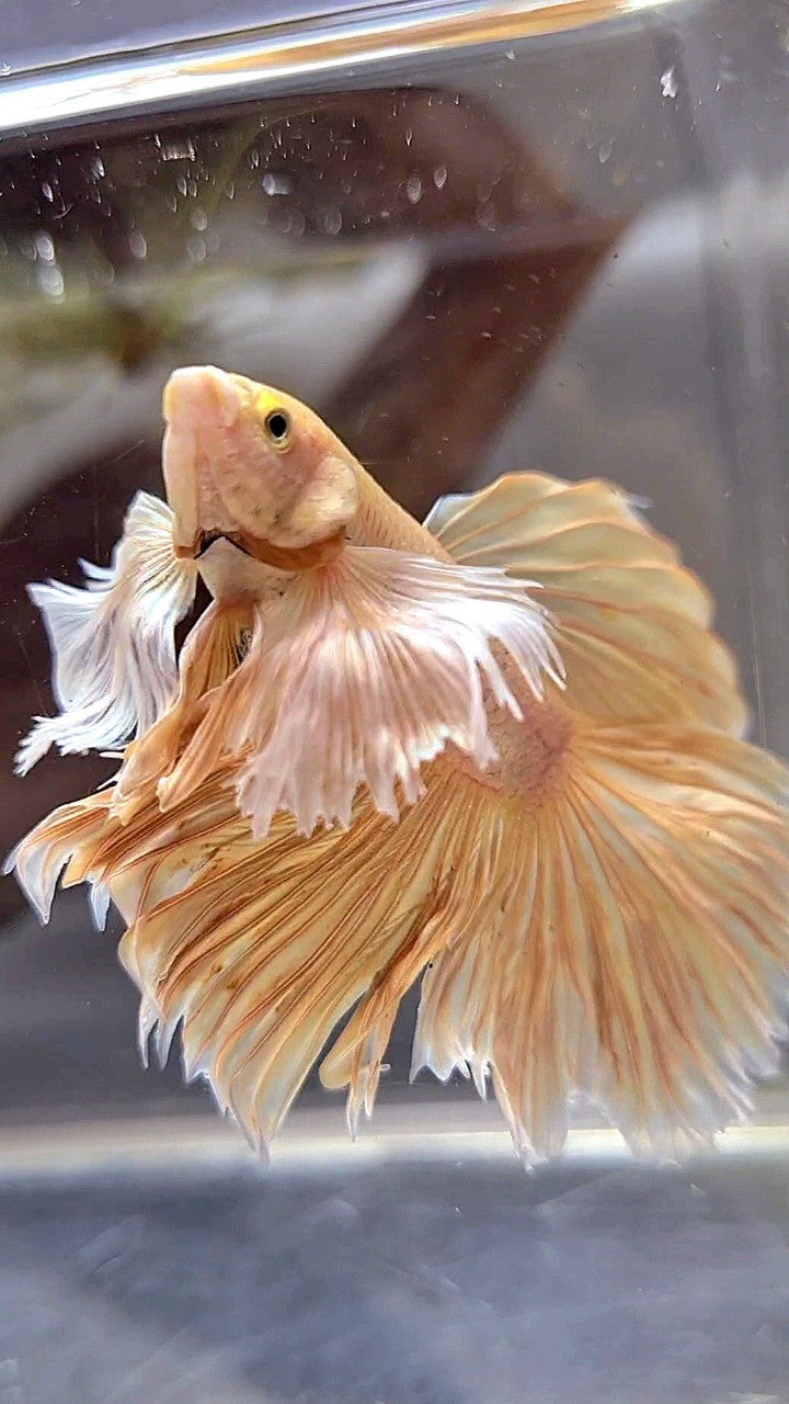 HALFMOON SUPER DUMBO EAR ROSETAIL GOLD BETTA FISH