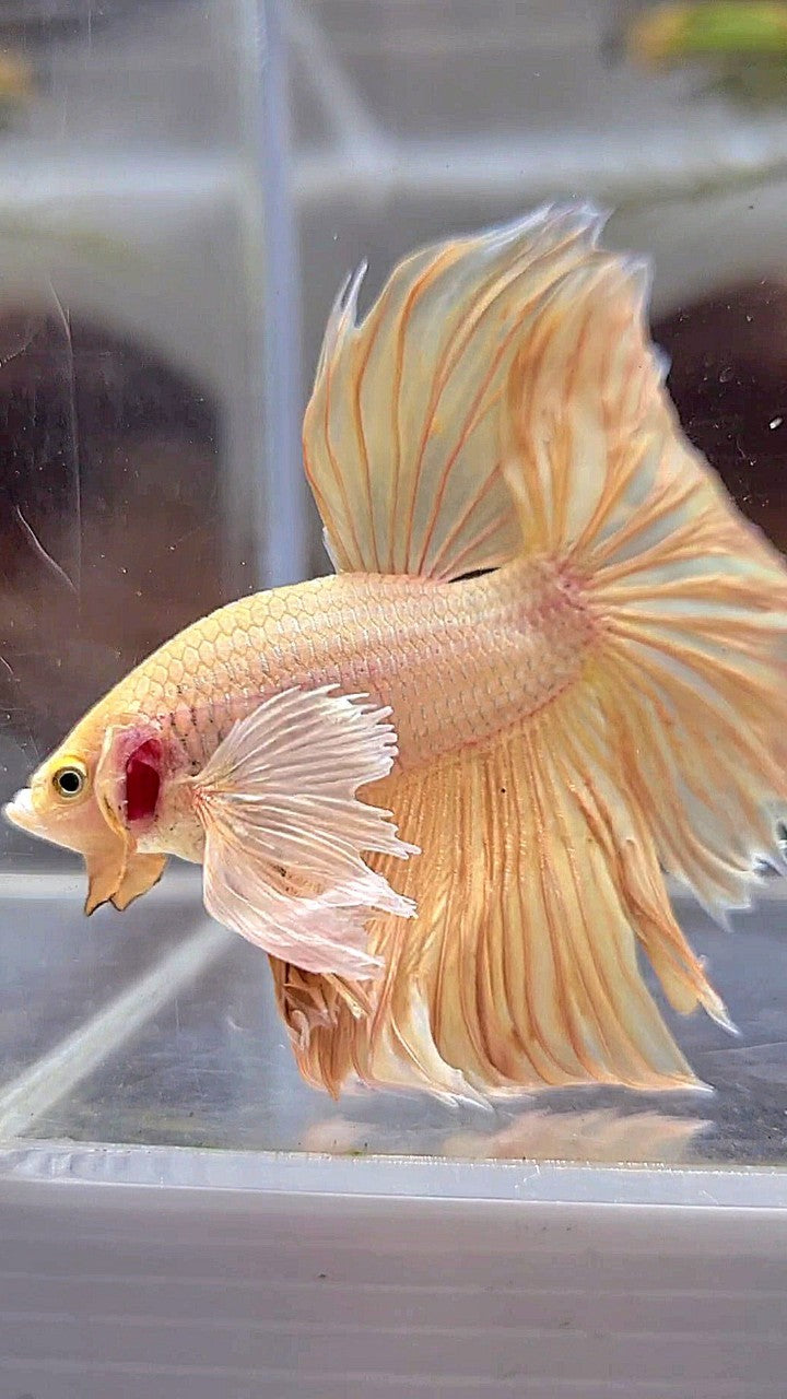 HALFMOON SUPER DUMBO EAR ROSETAIL GOLD BETTA FISH