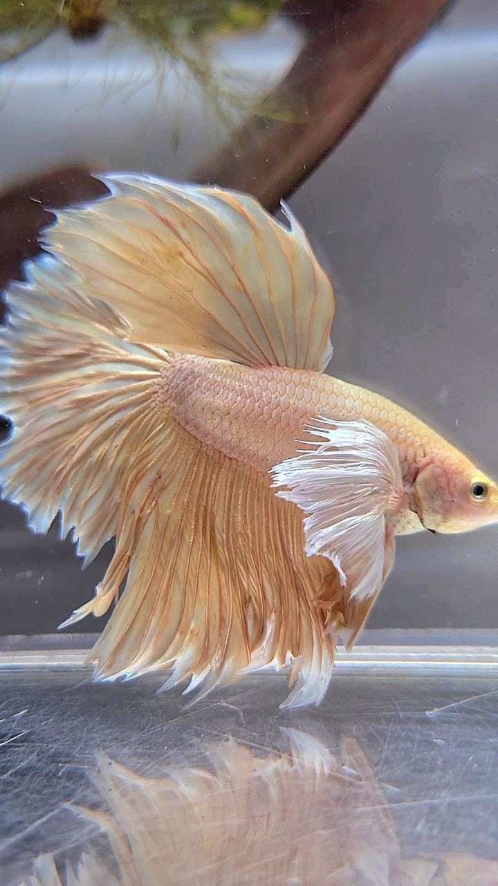 HALFMOON SUPER DUMBO EAR ROSETAIL GOLD BETTA FISH