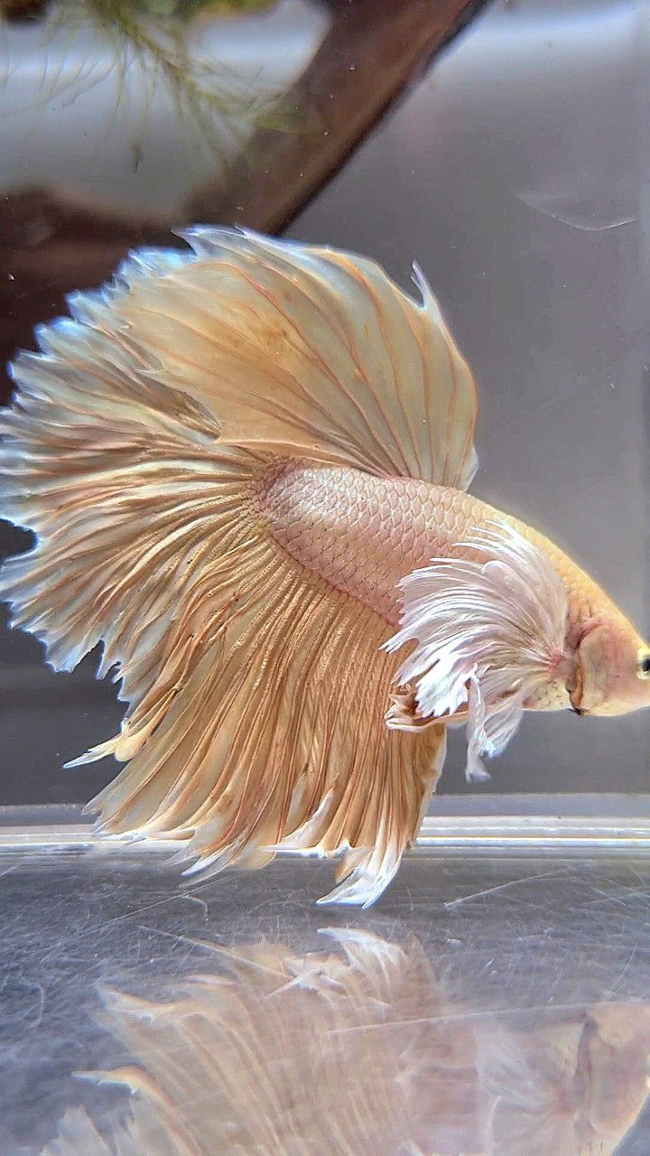 HALFMOON SUPER DUMBO EAR ROSETAIL GOLD BETTA FISH