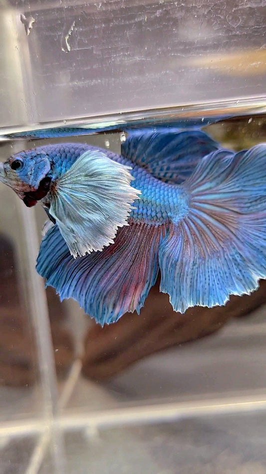 HALFMOON SUPER DUMBO EAR BLUE GREEN BETTA FISH