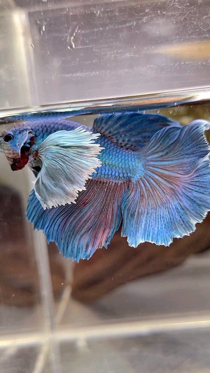 HALFMOON SUPER DUMBO EAR BLUE GREEN BETTA FISH