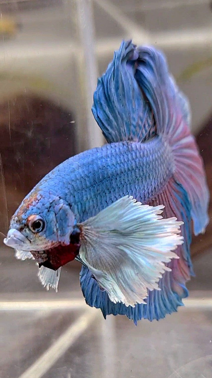 HALFMOON SUPER DUMBO EAR BLUE GREEN BETTA FISH