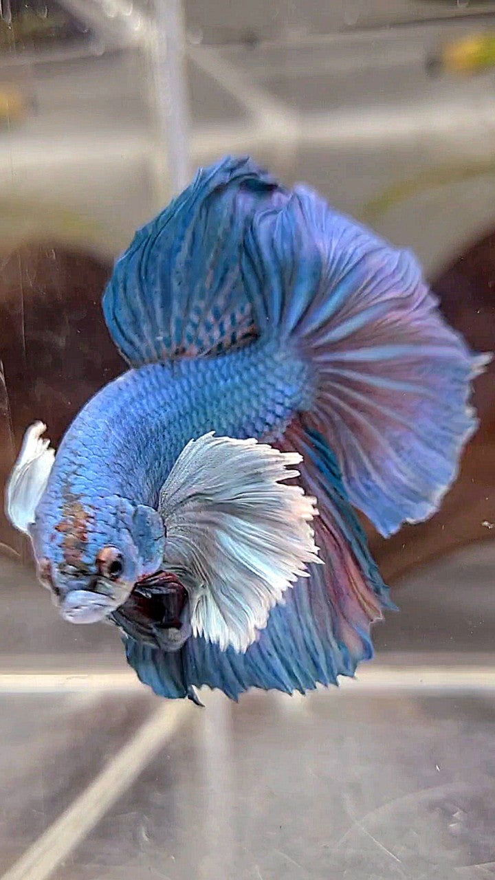 HALFMOON SUPER DUMBO EAR BLUE GREEN BETTA FISH