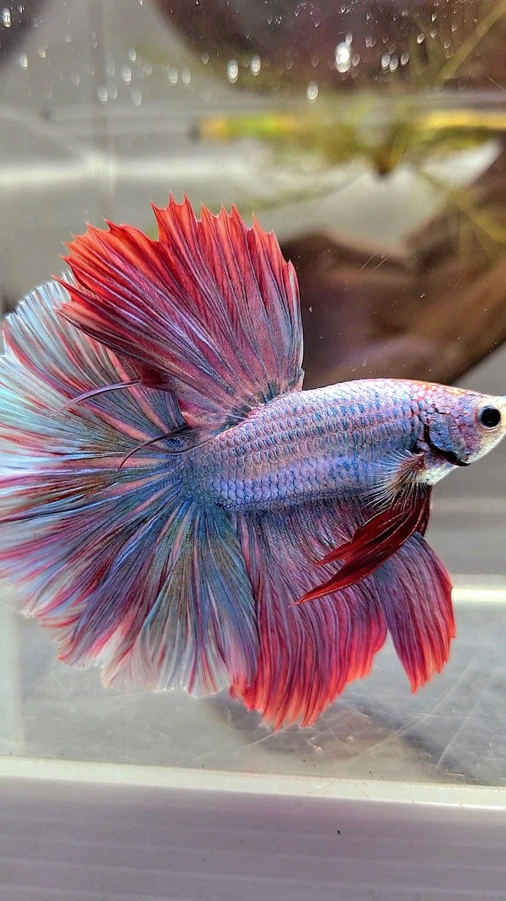 HALFMOON FEATHER TAIL RAINBOW MASCOT BETTA FISH