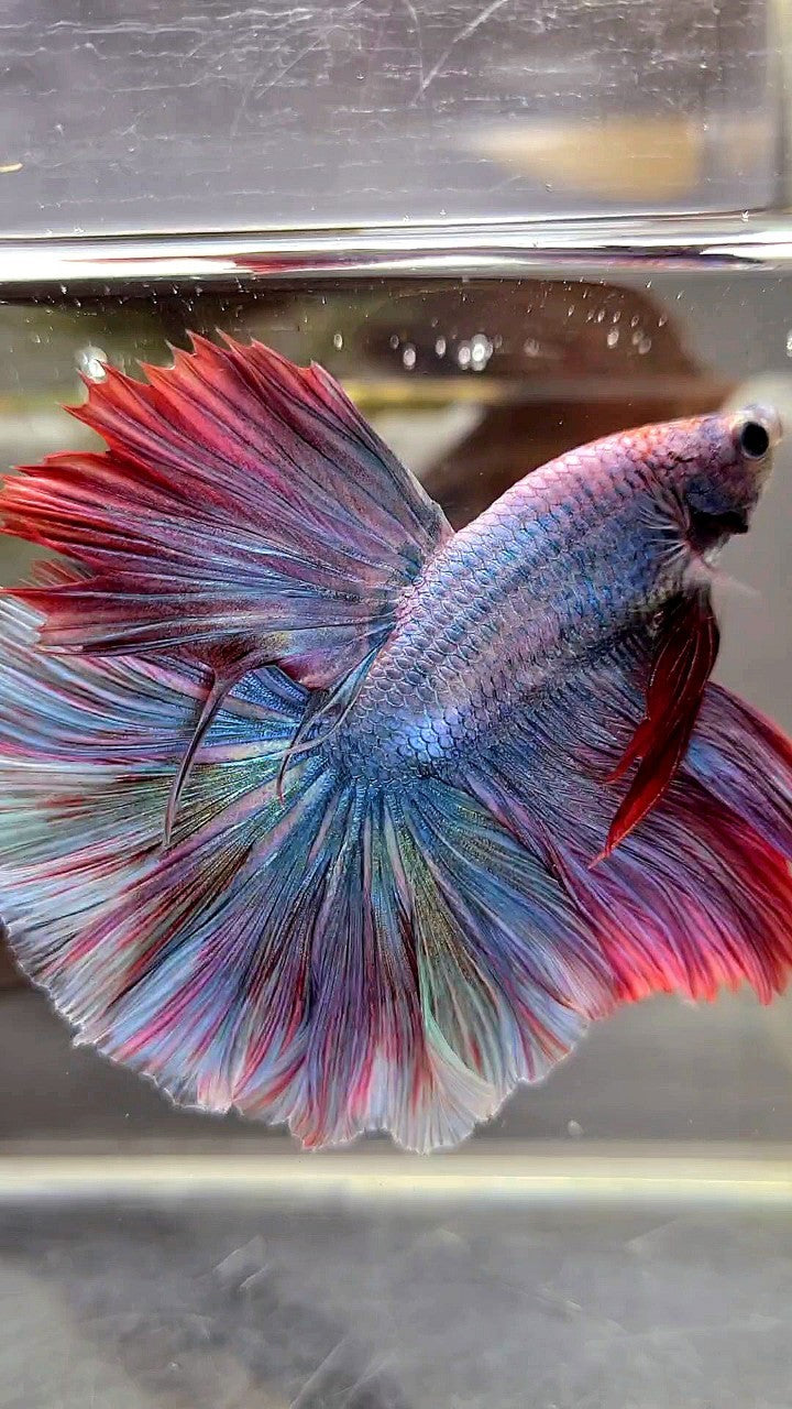 HALFMOON FEATHER TAIL RAINBOW MASCOT BETTA FISH