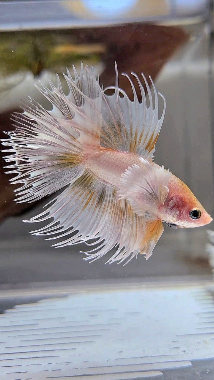 CROWNTAIL DUMBO EAR WHITE GOLD WASH BETTA FISH