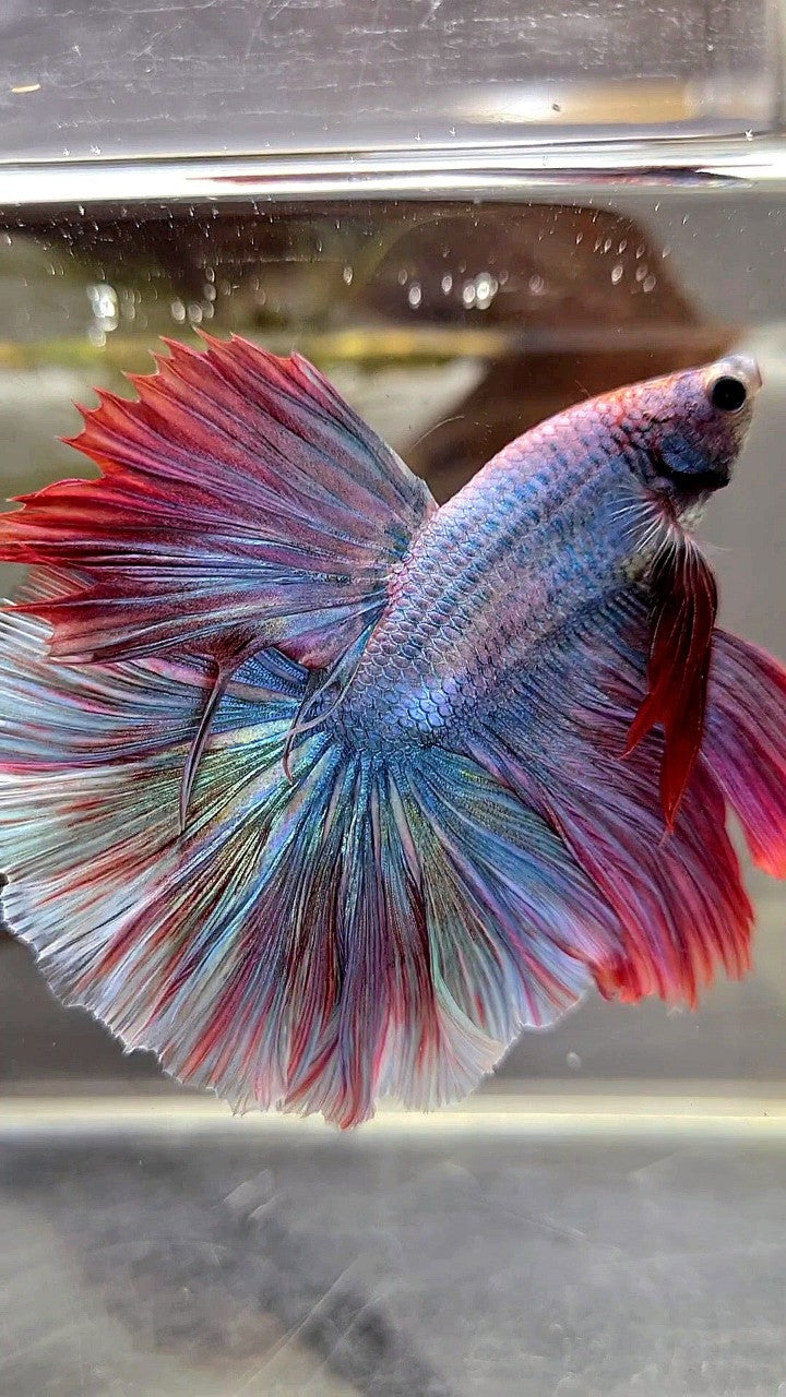 HALFMOON FEATHER TAIL RAINBOW MASCOT BETTA FISH