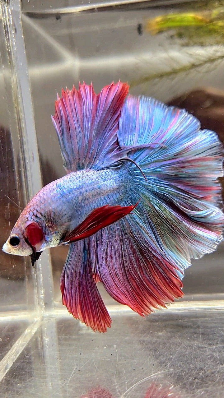 HALFMOON FEATHER TAIL RAINBOW MASCOT BETTA FISH