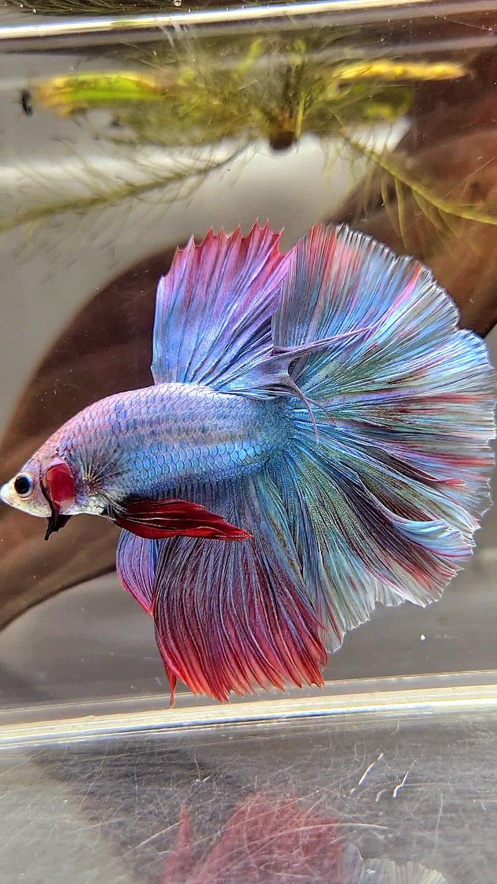 HALFMOON FEATHER TAIL RAINBOW MASCOT BETTA FISH