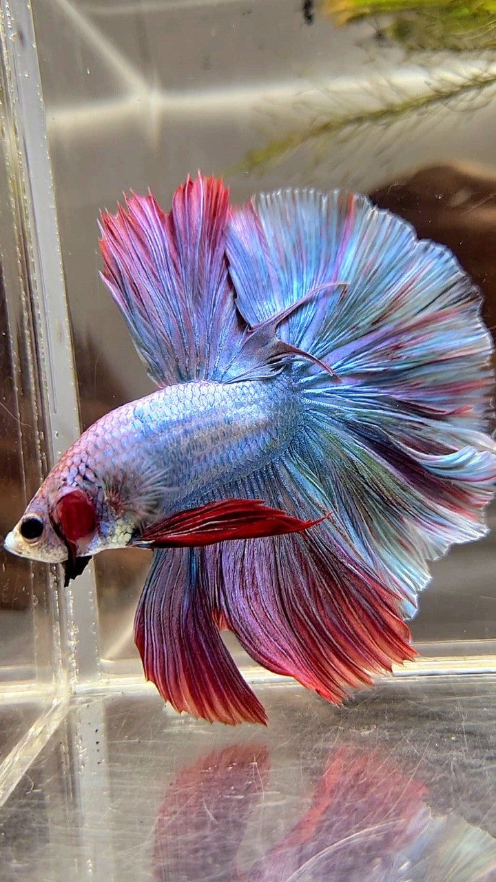 HALFMOON FEATHER TAIL RAINBOW MASCOT BETTA FISH