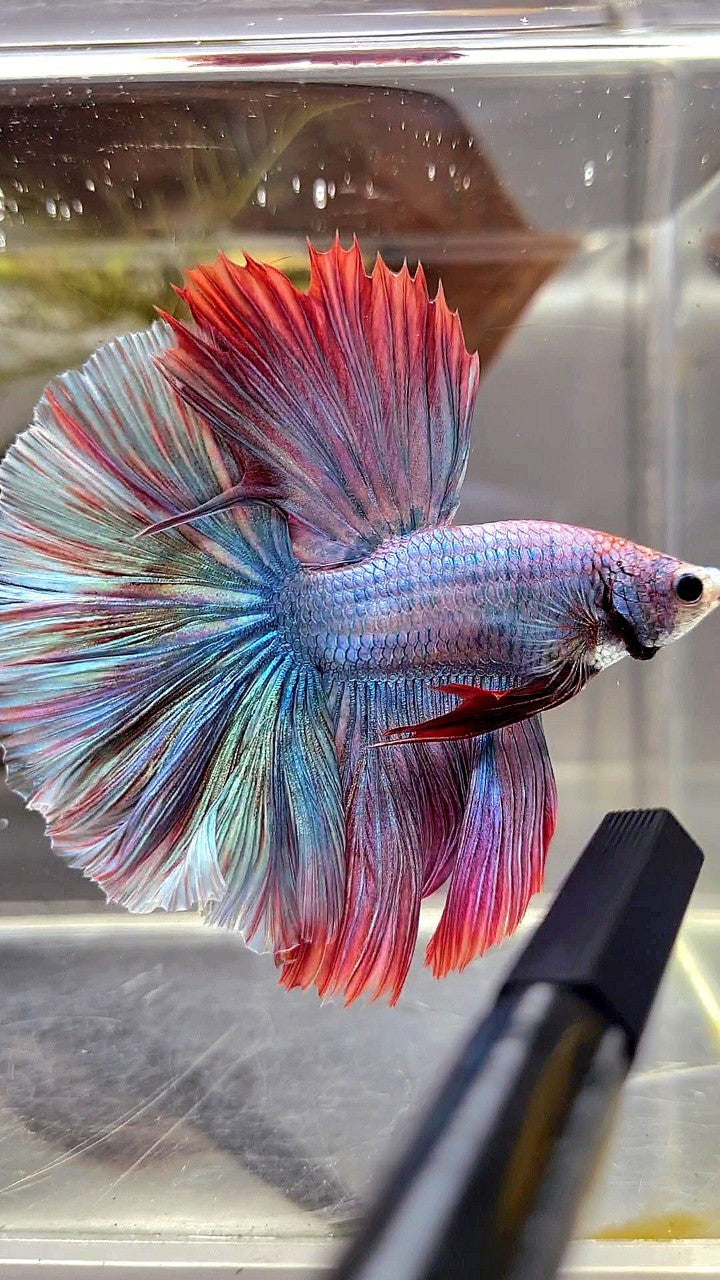 HALFMOON FEATHER TAIL RAINBOW MASCOT BETTA FISH