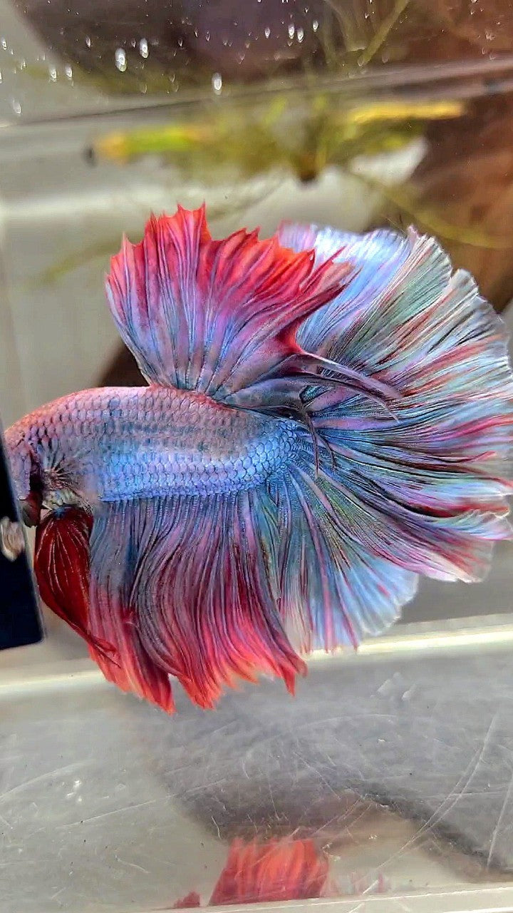 HALFMOON FEATHER TAIL RAINBOW MASCOT BETTA FISH