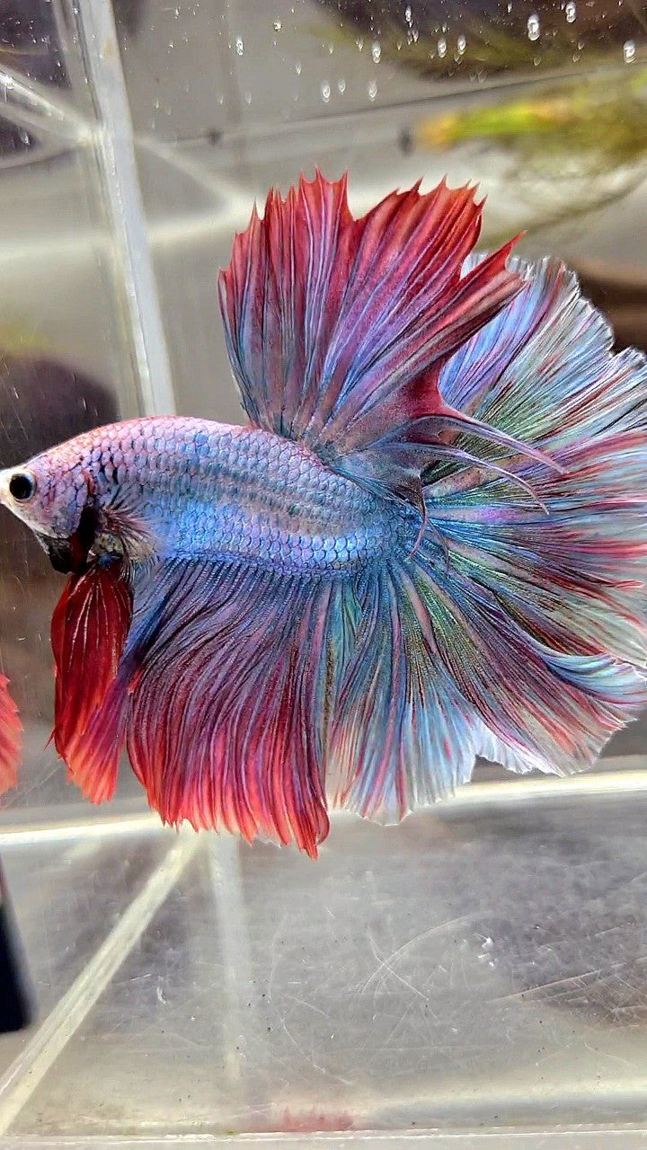 HALFMOON FEATHER TAIL RAINBOW MASCOT BETTA FISH